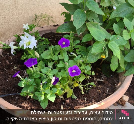 עציץ חרס עם פרחים סגולים ולבנים